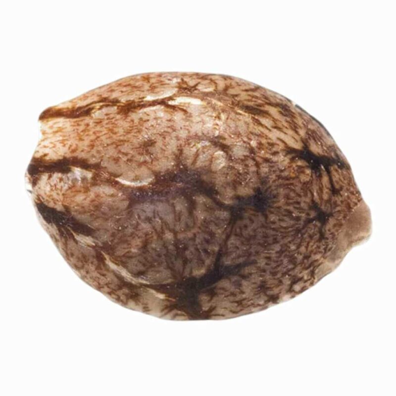 Paradise Seeds Pandora Auto 2