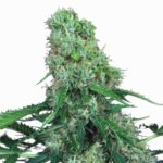 Paradise Seeds Pandora Auto 3