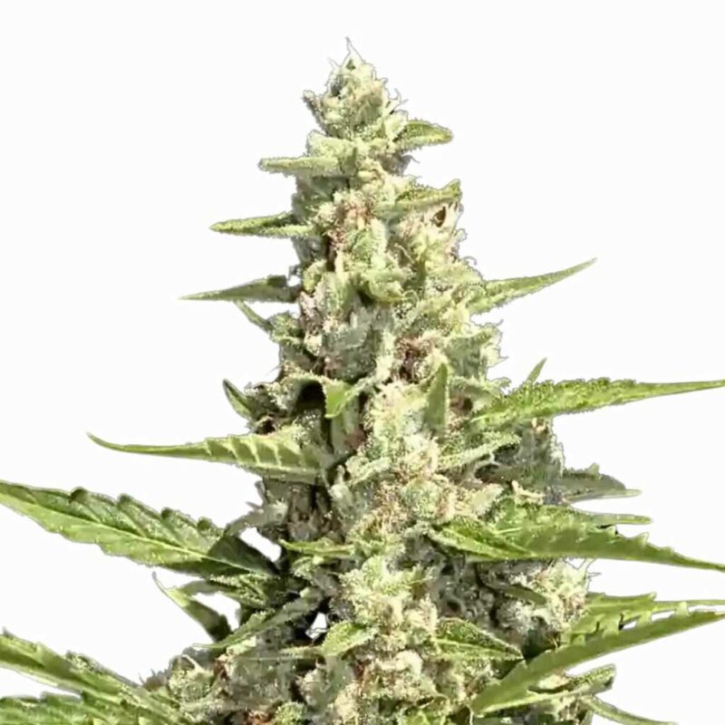 Paradise Seeds Pandora Auto