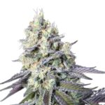 Paradise Seeds Purple Mints
