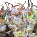 Paradise Seeds Purple Mints 2