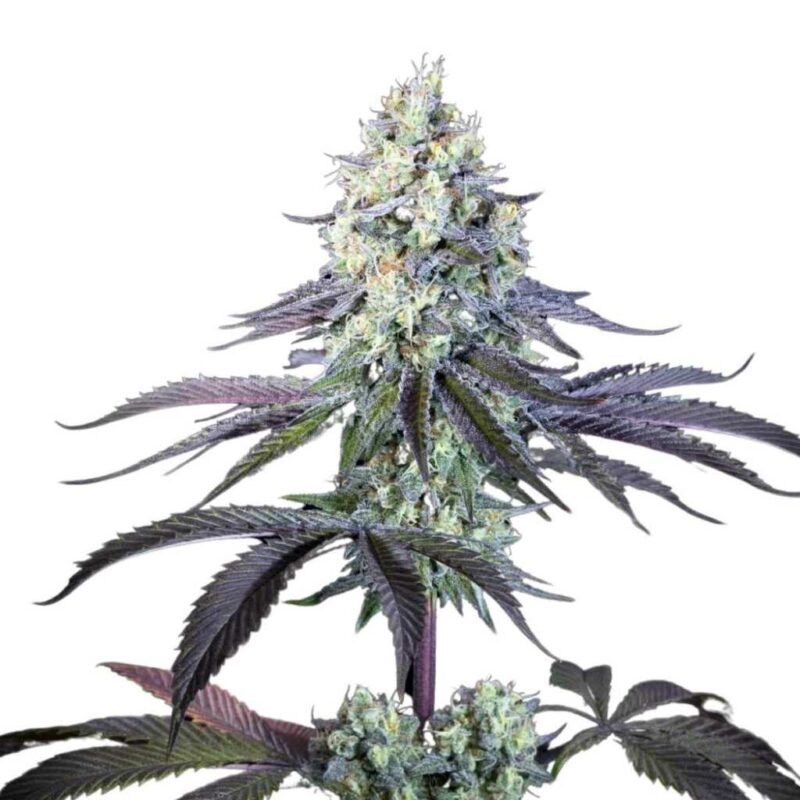 Paradise Seeds Purple Mints 3
