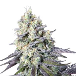 Paradise Seeds Purple Mints