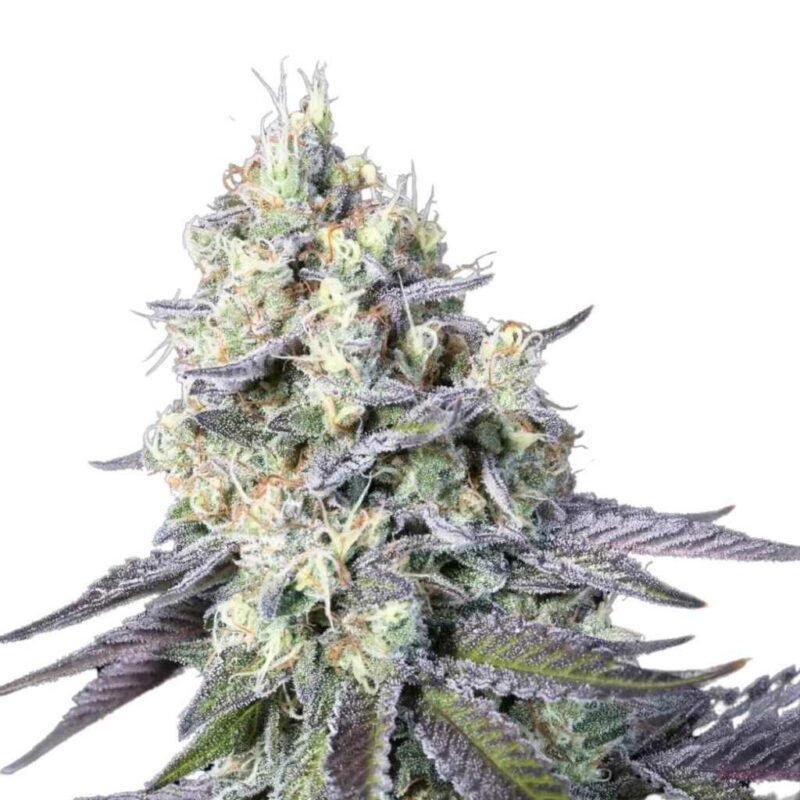 Paradise Seeds Purple Mints