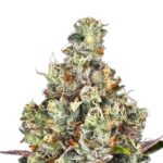 Paradise Seeds Rainbow Road