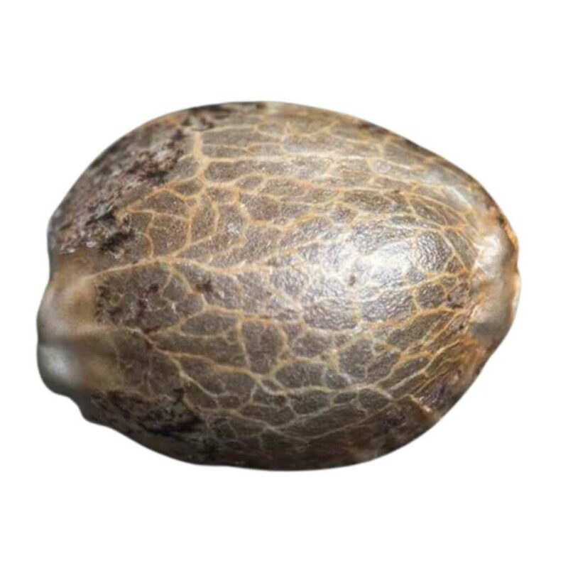 Paradise Seeds Rainbow Road 2