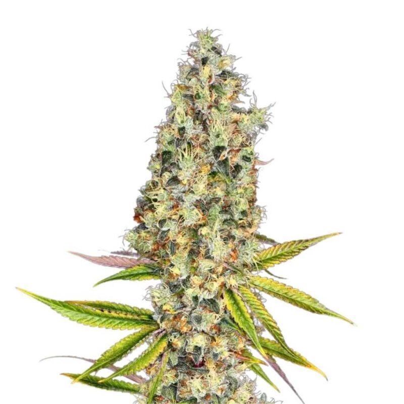 Paradise Seeds Rainbow Road 3