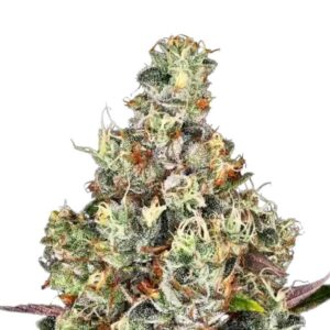 Paradise Seeds Rainbow Road