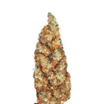Paradise Seeds Rainbow Road 4