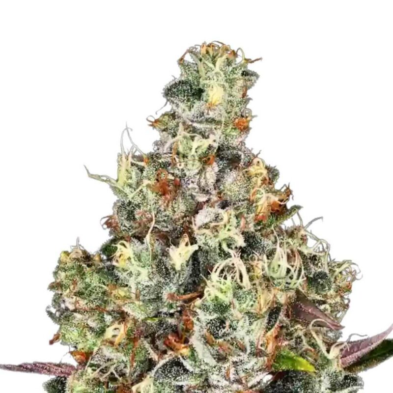 Paradise Seeds Rainbow Road