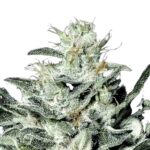 Paradise Seeds Sensi Star