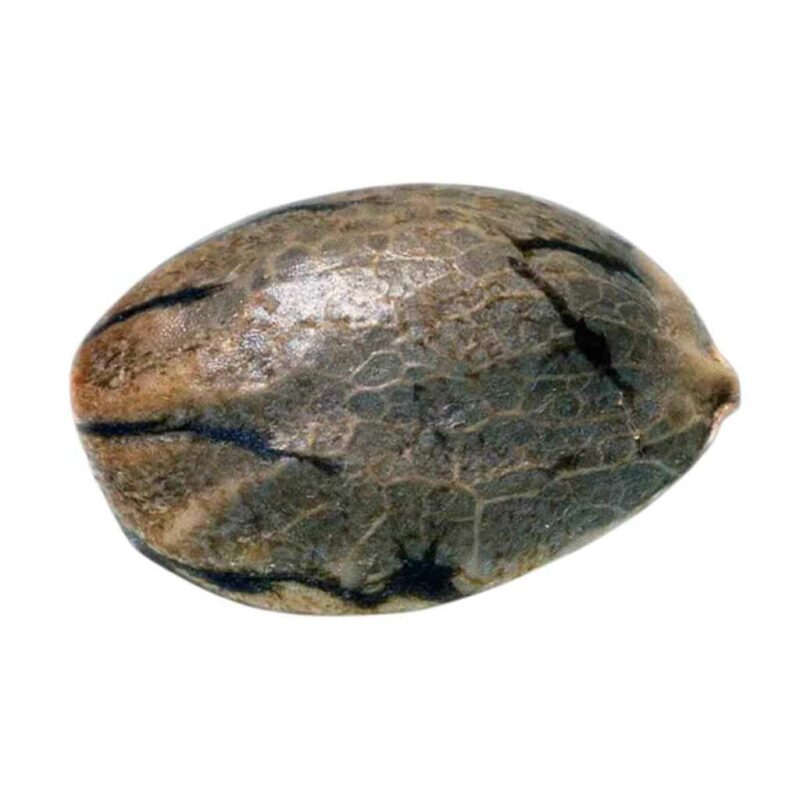 Paradise Seeds Sensi Star 2