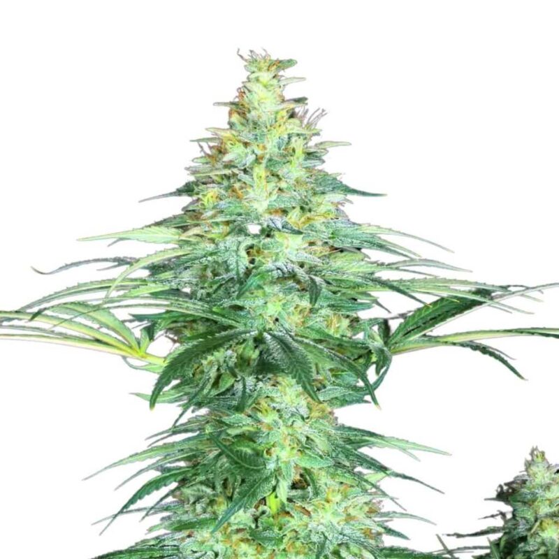 Paradise Seeds Sensi Star 3