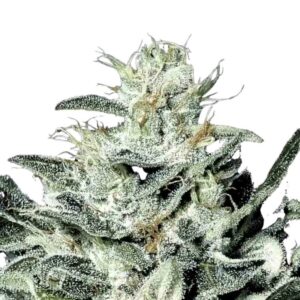 Paradise Seeds Sensi Star