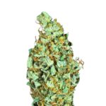 Paradise Seeds Sensi Star 4