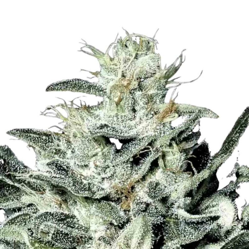 Paradise Seeds Sensi Star