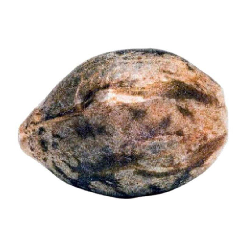 Paradise Seeds Space Cookies 2