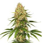 Paradise Seeds Space Cookies 3