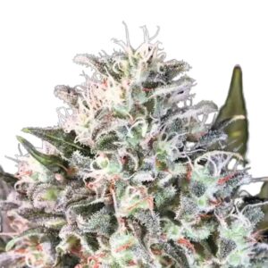 Paradise Seeds Space Cookies