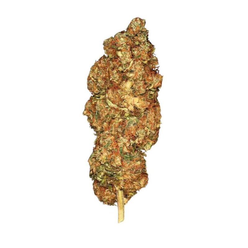 Paradise Seeds Space Cookies 4