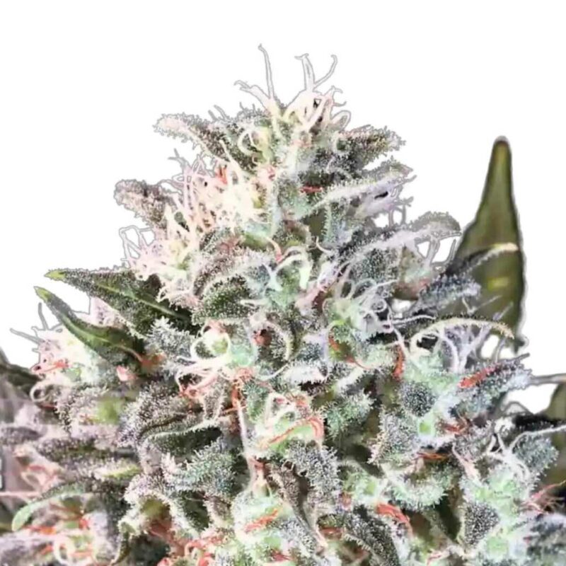 Paradise Seeds Space Cookies