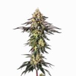 Paradise Seeds Sunset Paradise 2