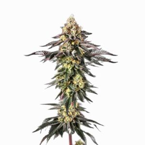 Paradise Seeds Sunset Paradise 2