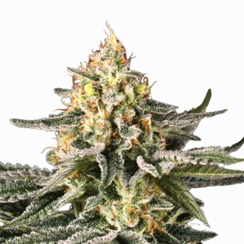 Paradise Seeds Sunset Paradise