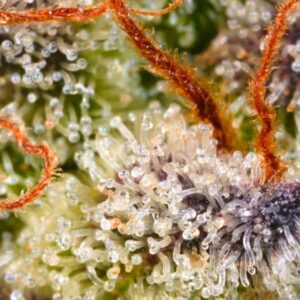 Paradise Seeds Sweetopia 2