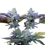 Paradise Seeds Sweetopia 3