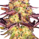 Paradise Seeds Tangerine Sorbet 2
