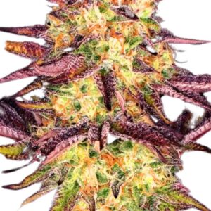 Paradise Seeds Tangerine Sorbet 2