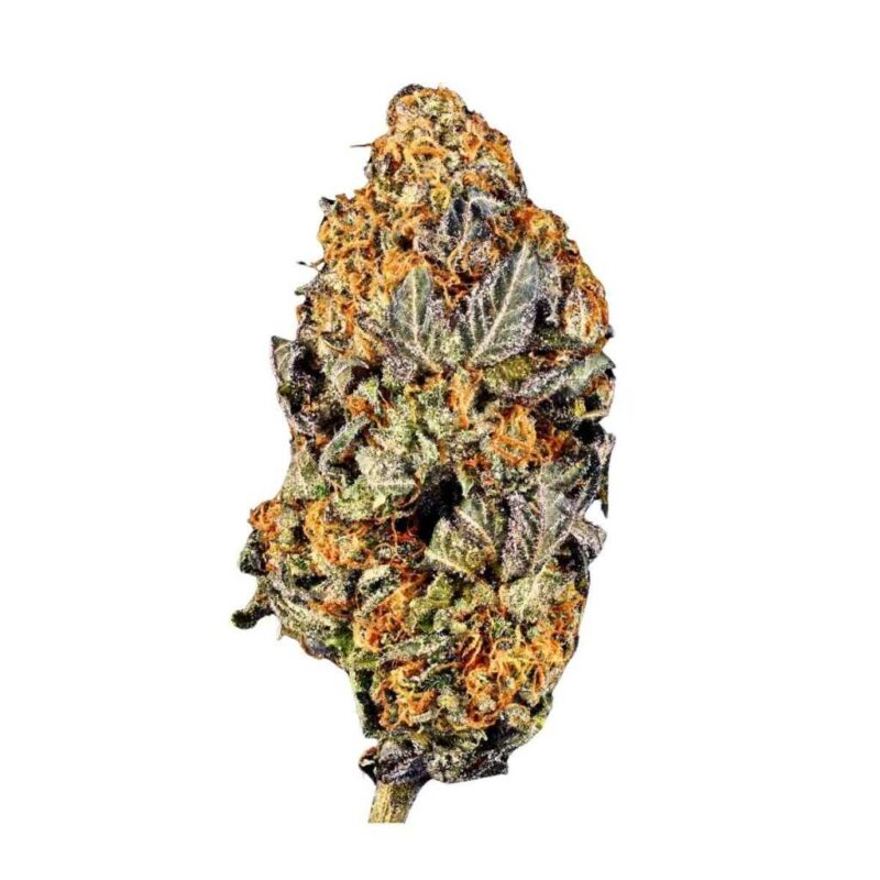 Paradise Seeds Tangerine Sorbet 3