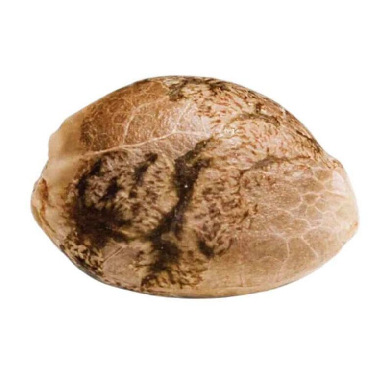 Paradise Seeds Vertigo Auto 2