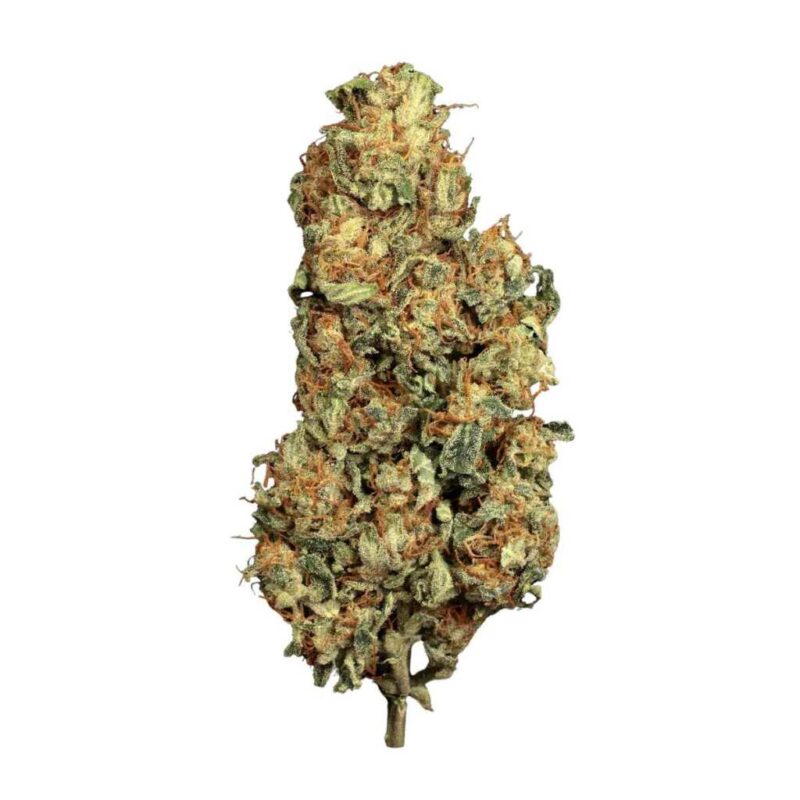 Paradise Seeds Vertigo Auto 3