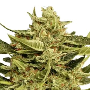 Paradise Seeds Vertigo Auto