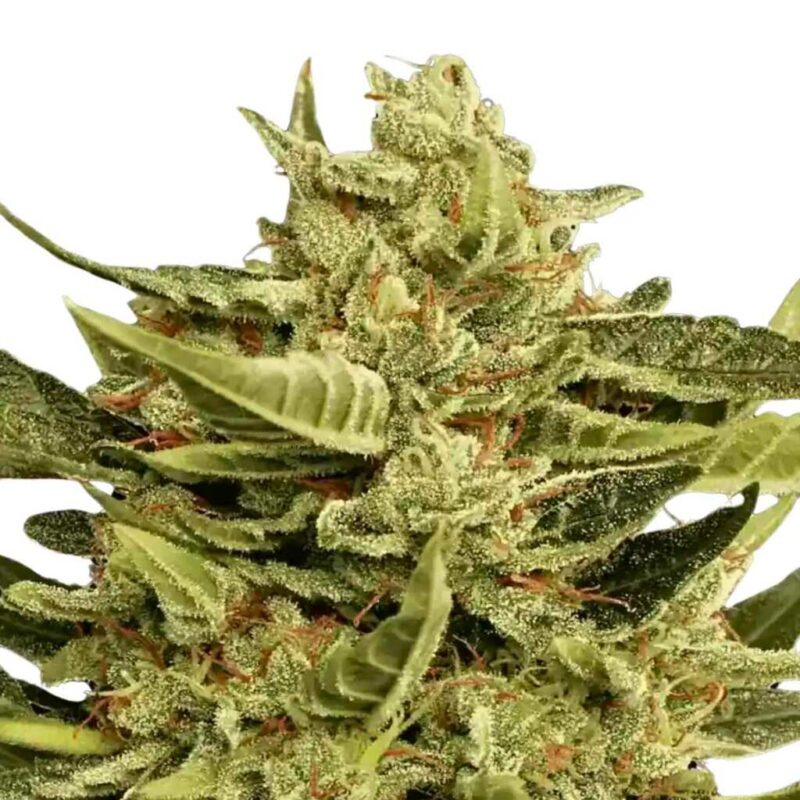 Paradise Seeds Vertigo Auto