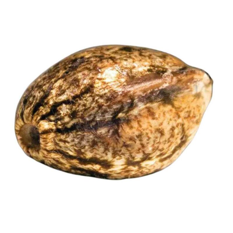 Paradise Seeds Wappa Auto 2