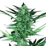 Paradise Seeds Wappa Auto 3