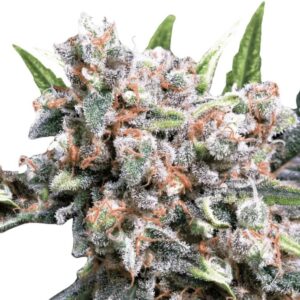Paradise Seeds Wappa Auto