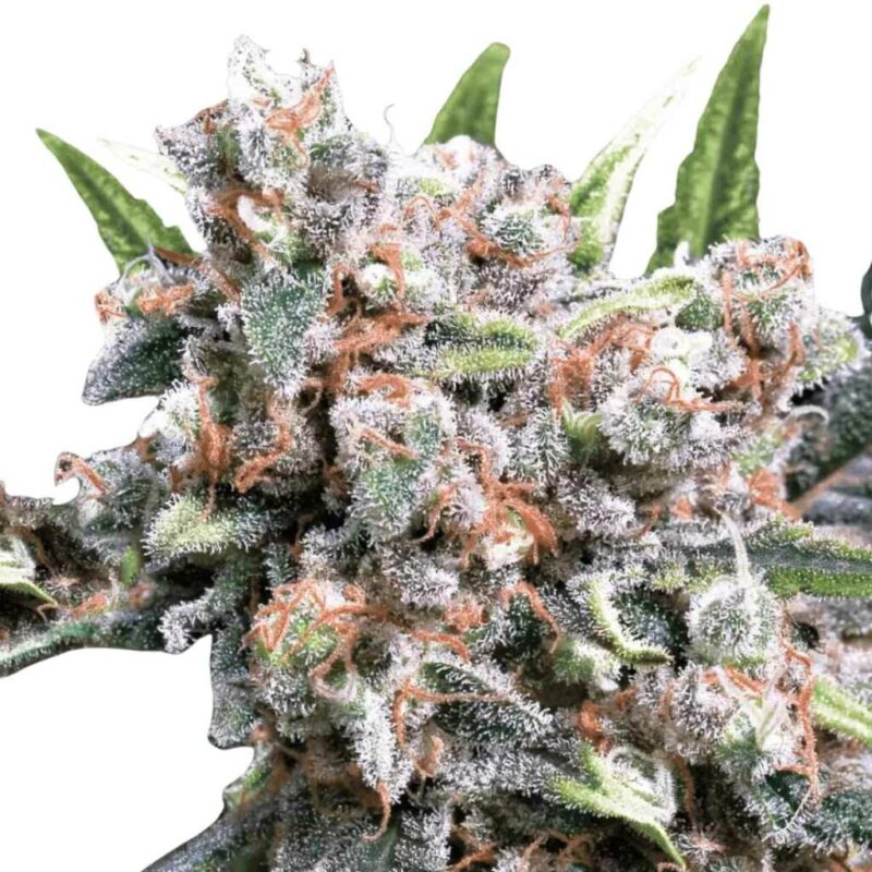 Paradise Seeds Wappa Auto
