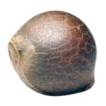 Paradise Seeds White Berry 2
