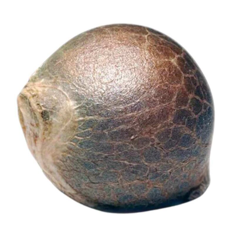 Paradise Seeds White Berry 2