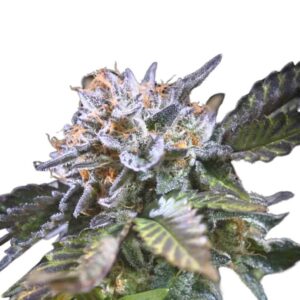 Paradise Seeds White Noise