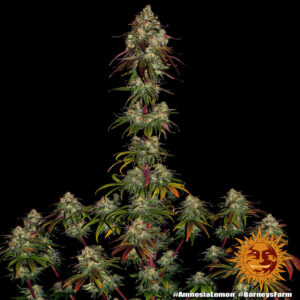 Barneys Farm Amnesia Lemon 2