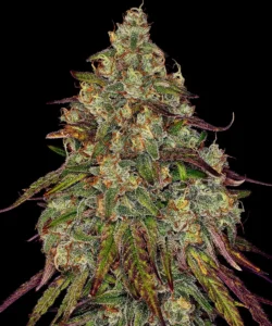 Barneys Farm Amnesia Lemon