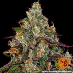 Barneys Farm Amnesia Lemon 3