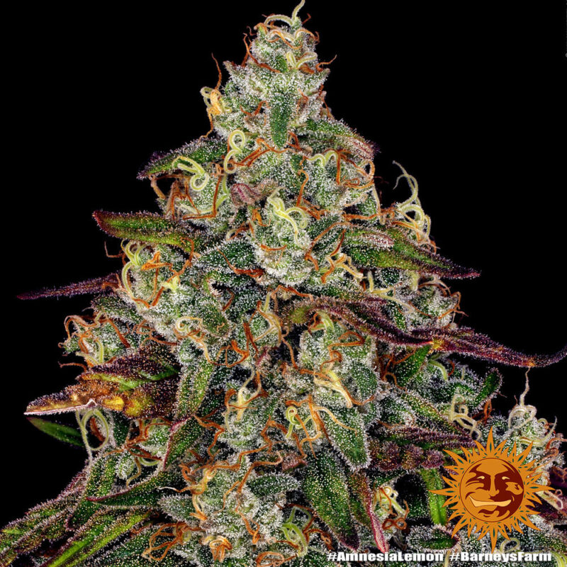 Barneys Farm Amnesia Lemon 3