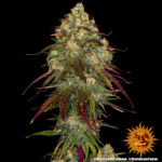 Barneys Farm Amnesia Lemon 4