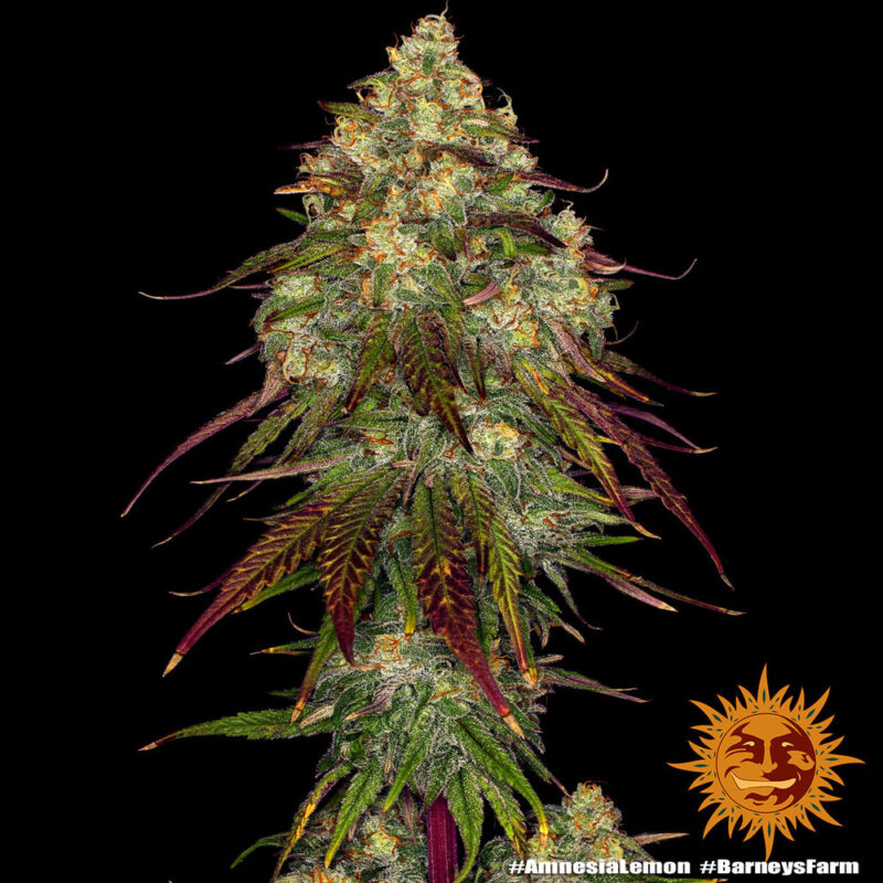 Barneys Farm Amnesia Lemon 4